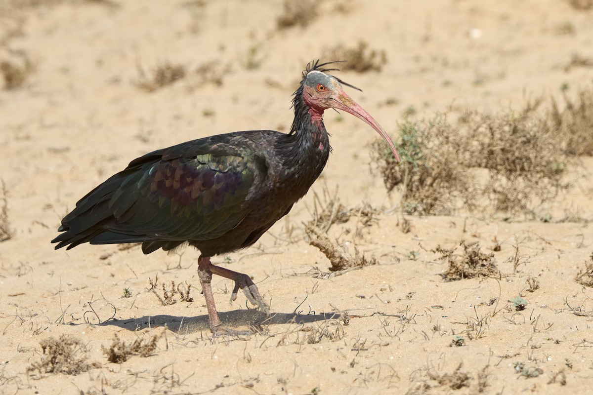 Northern Bald Ibis - ML646306182