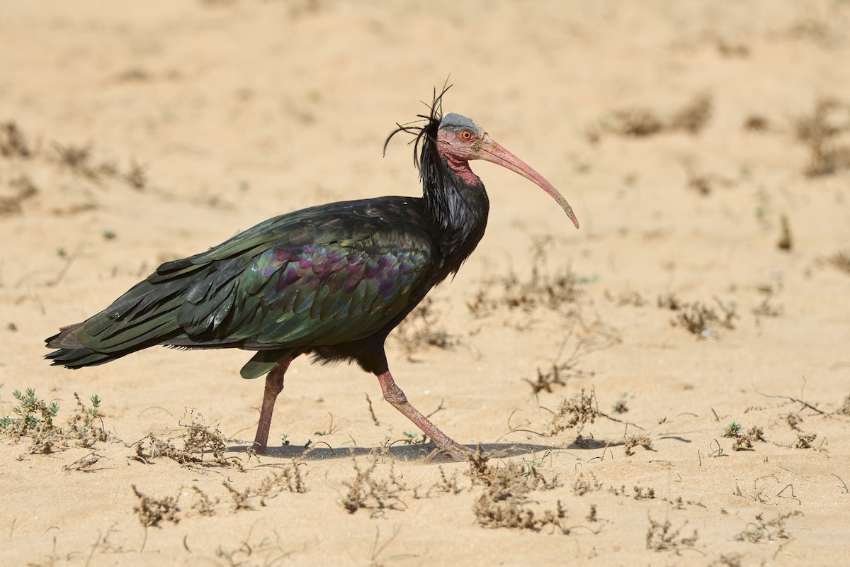 Northern Bald Ibis - ML646306183