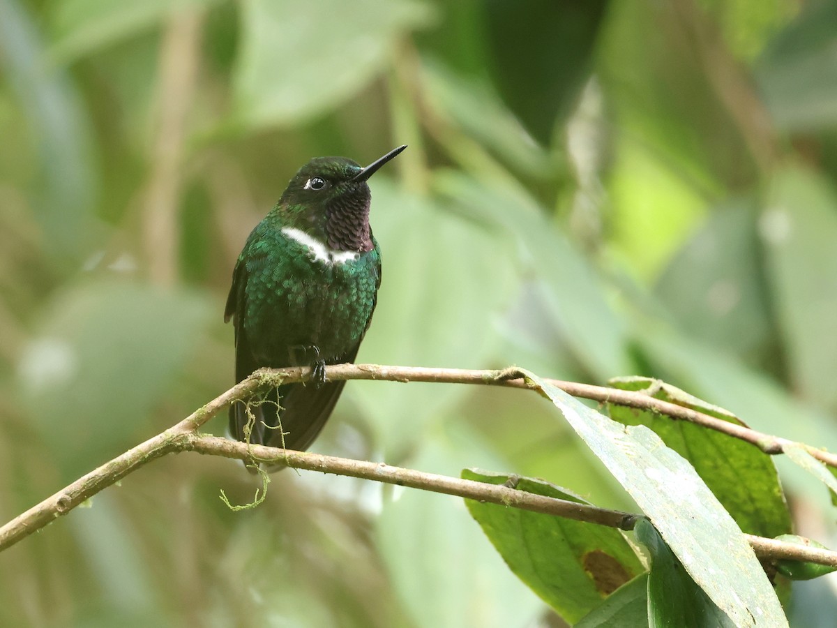 Gorgeted Sunangel - ML646306208