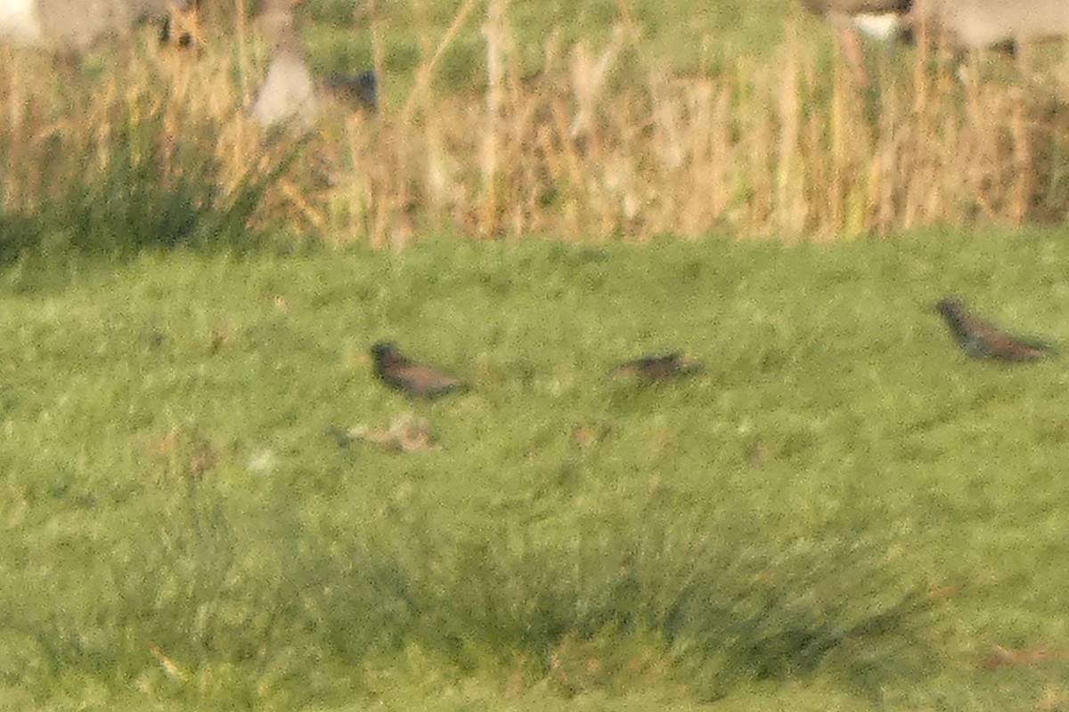 European Starling - ML646306210