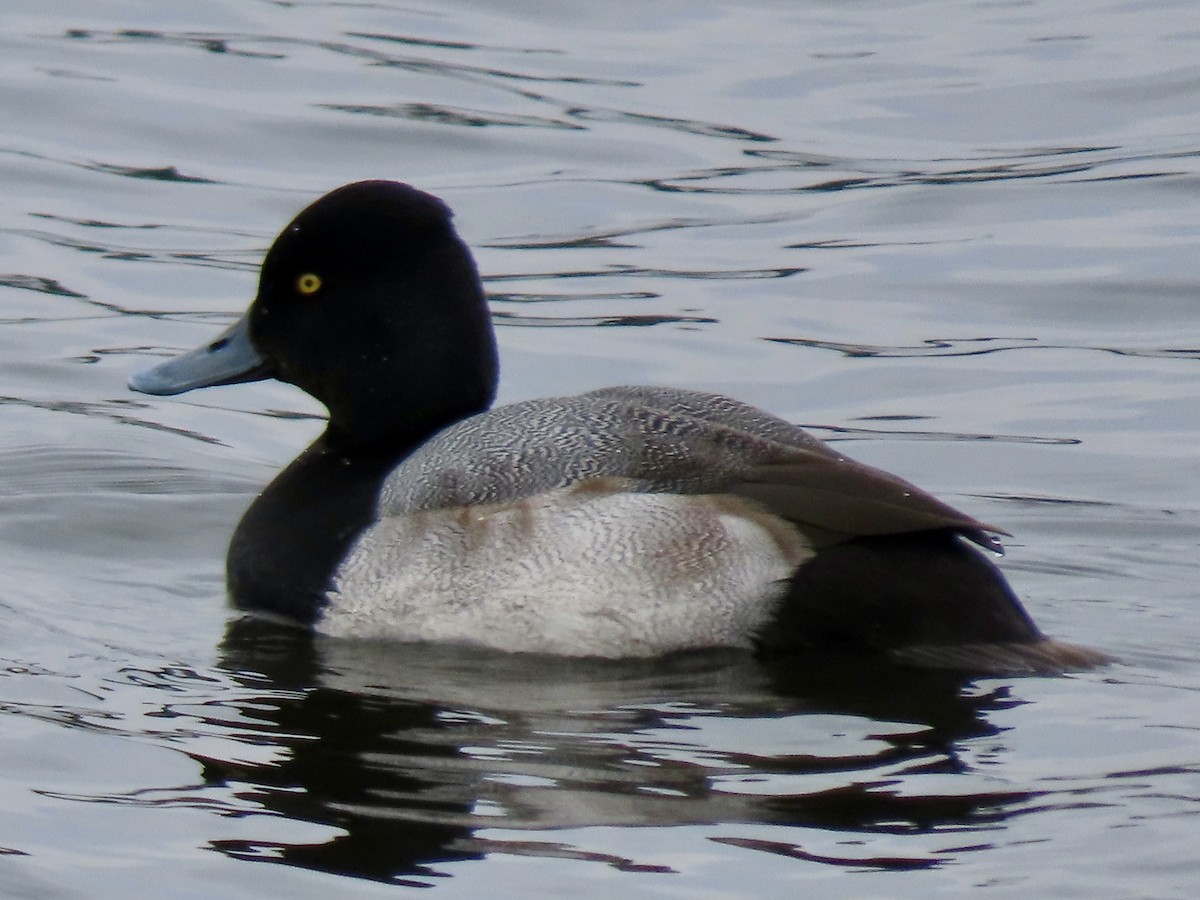 小斑背潛鴨 - ML646306214