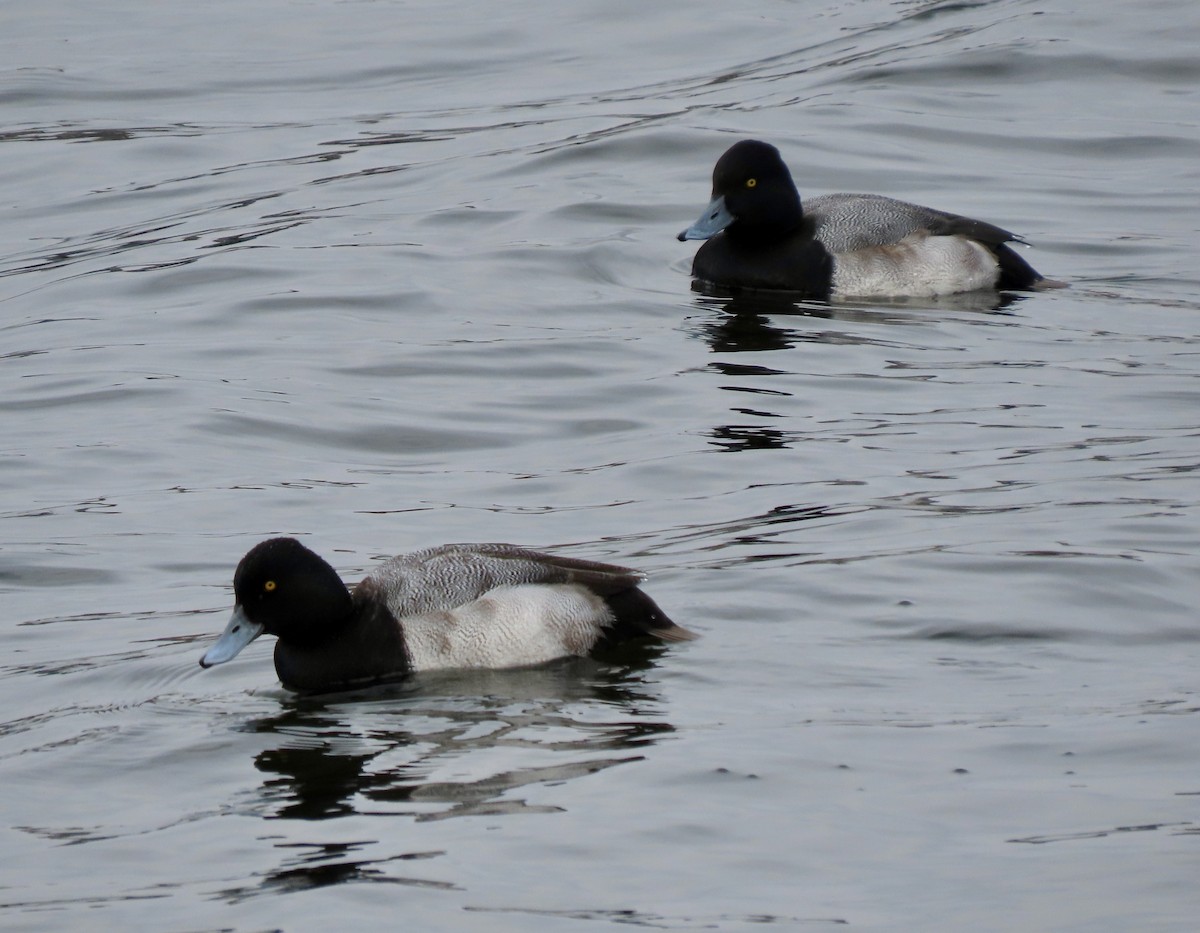 小斑背潛鴨 - ML646306215
