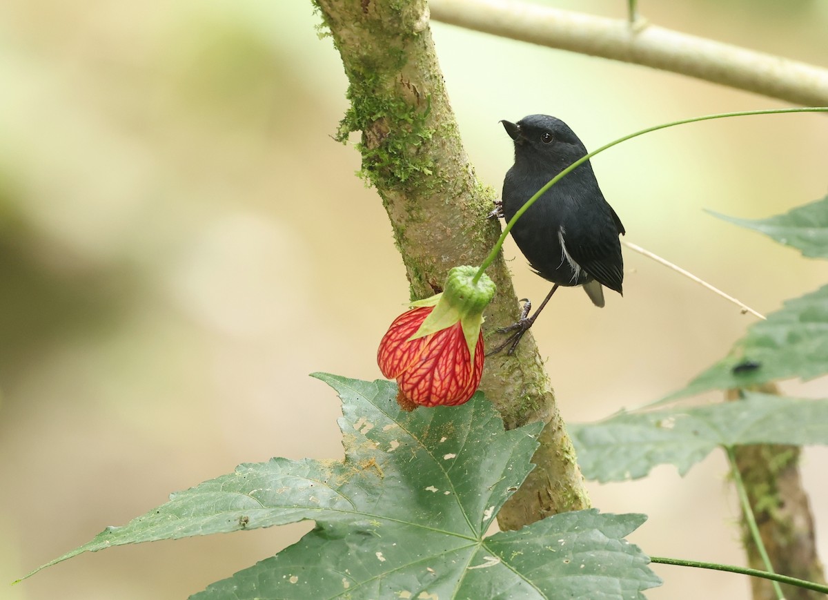 Pinchaflor Flanquiblanco - ML646306219
