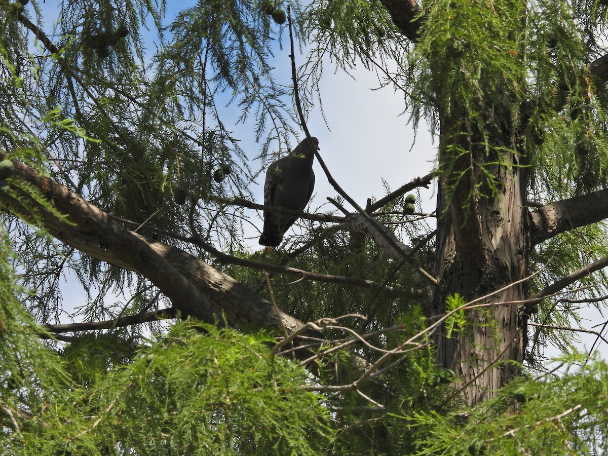 Spot-winged Pigeon - ML646306220