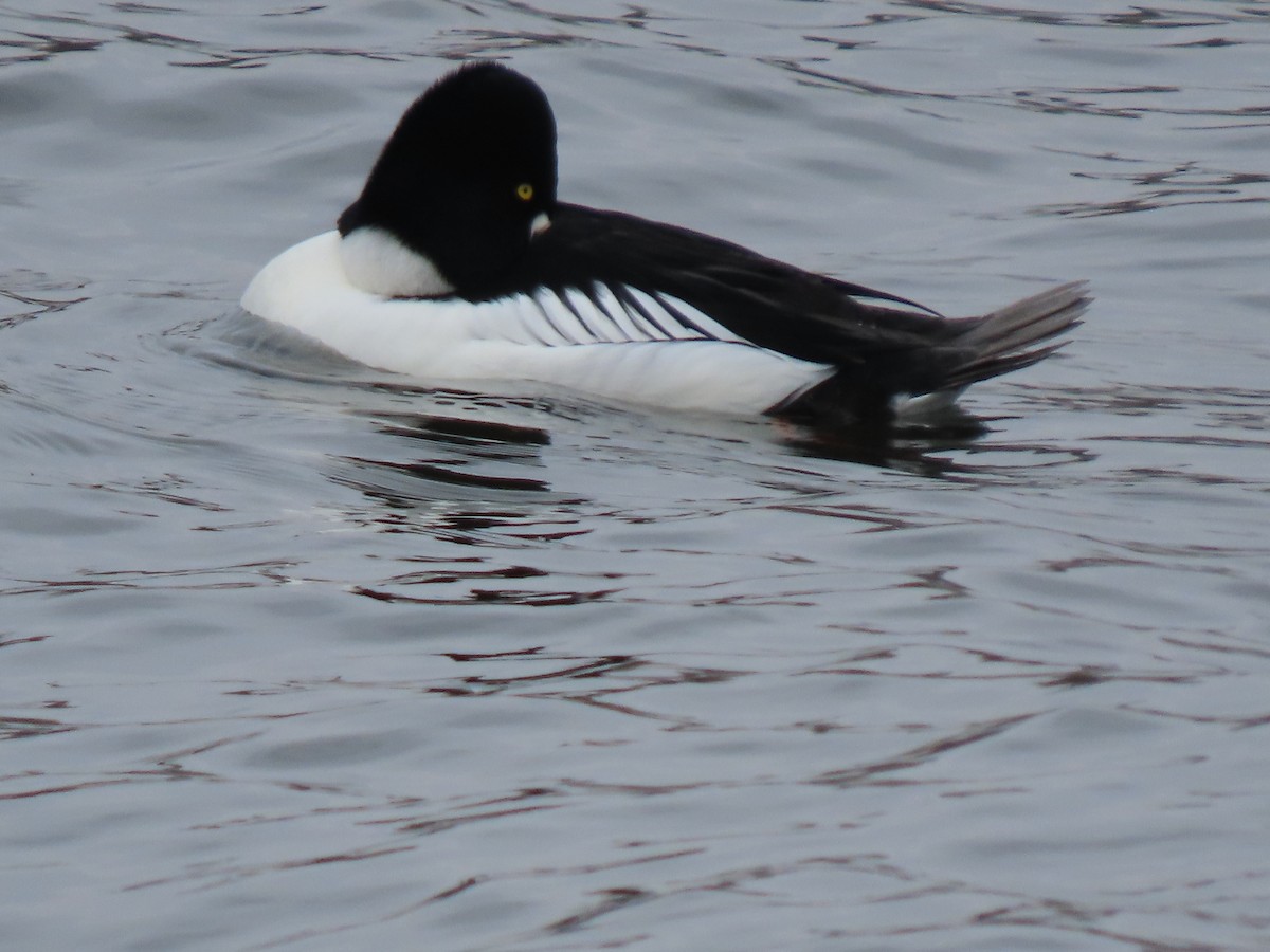 鵲鴨 - ML646306221