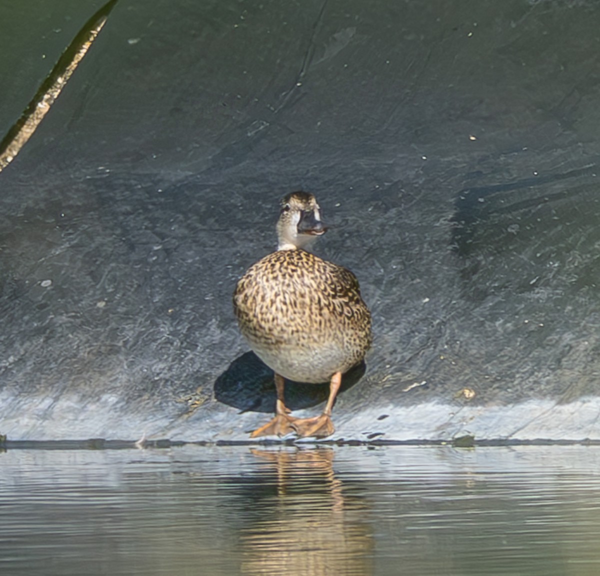 赤膀鴨 - ML646306233