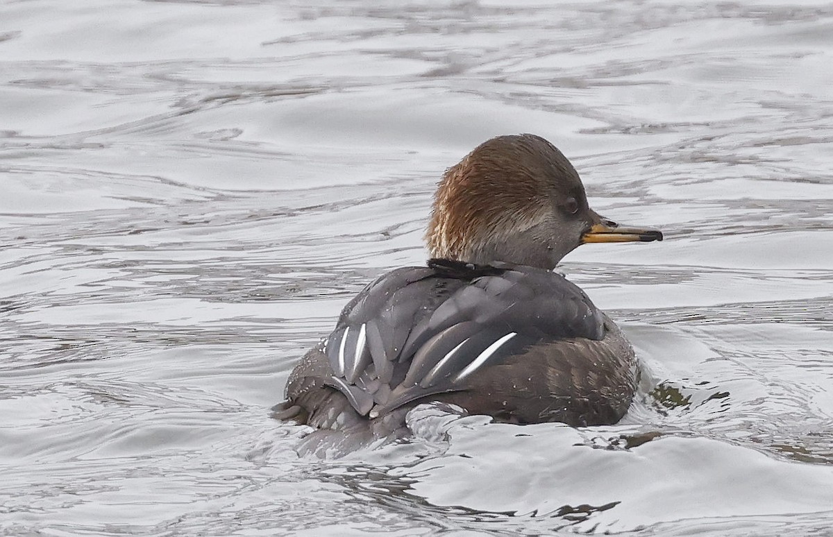Hooded Merganser - ML646306234