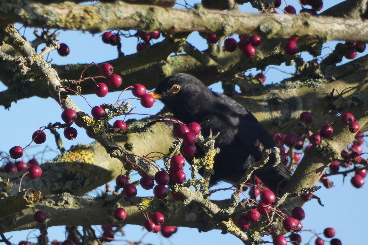 Eurasian Blackbird - ML646306235