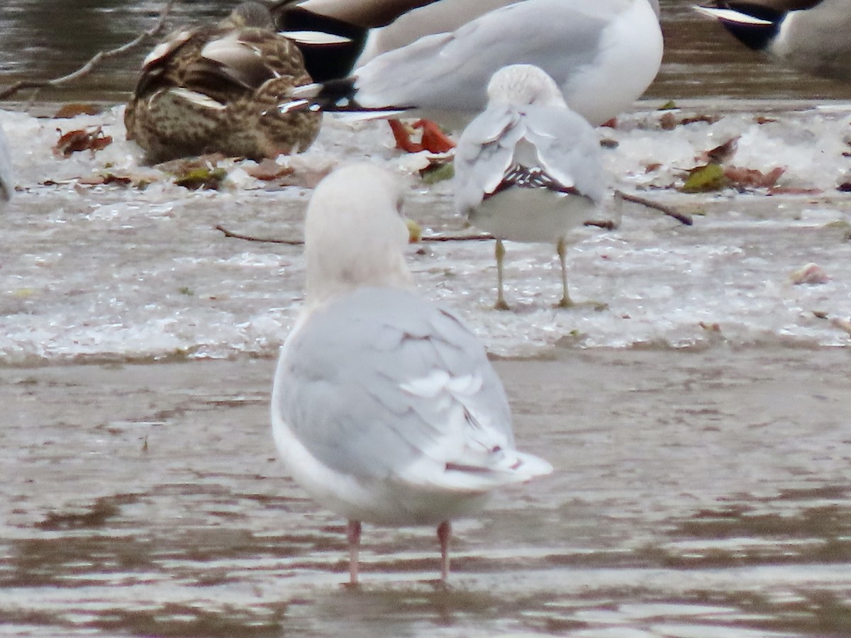 Iceland Gull - ML646306237