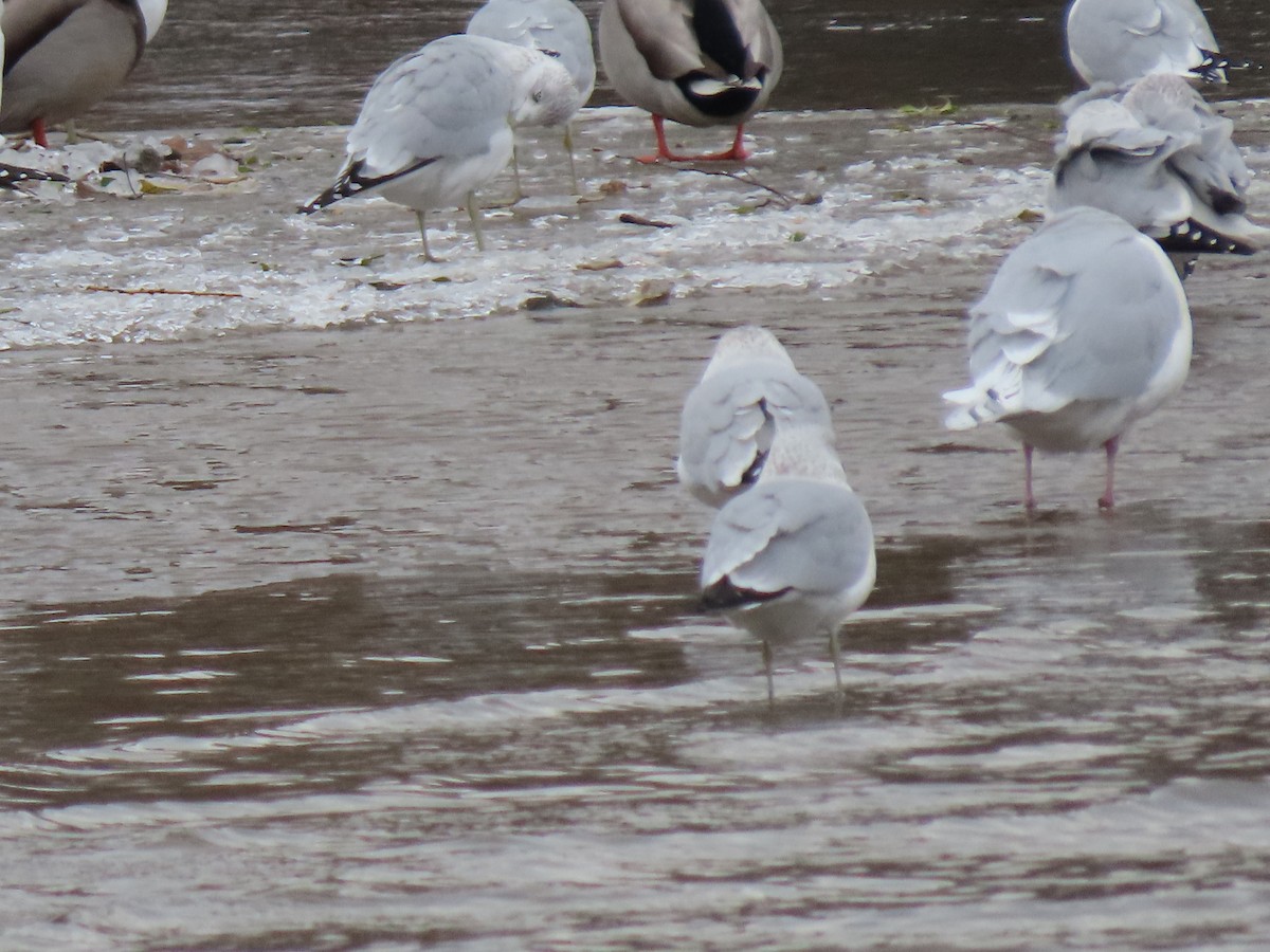 Iceland Gull - ML646306238