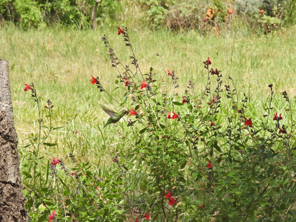 Glittering-bellied Emerald - ML646306239