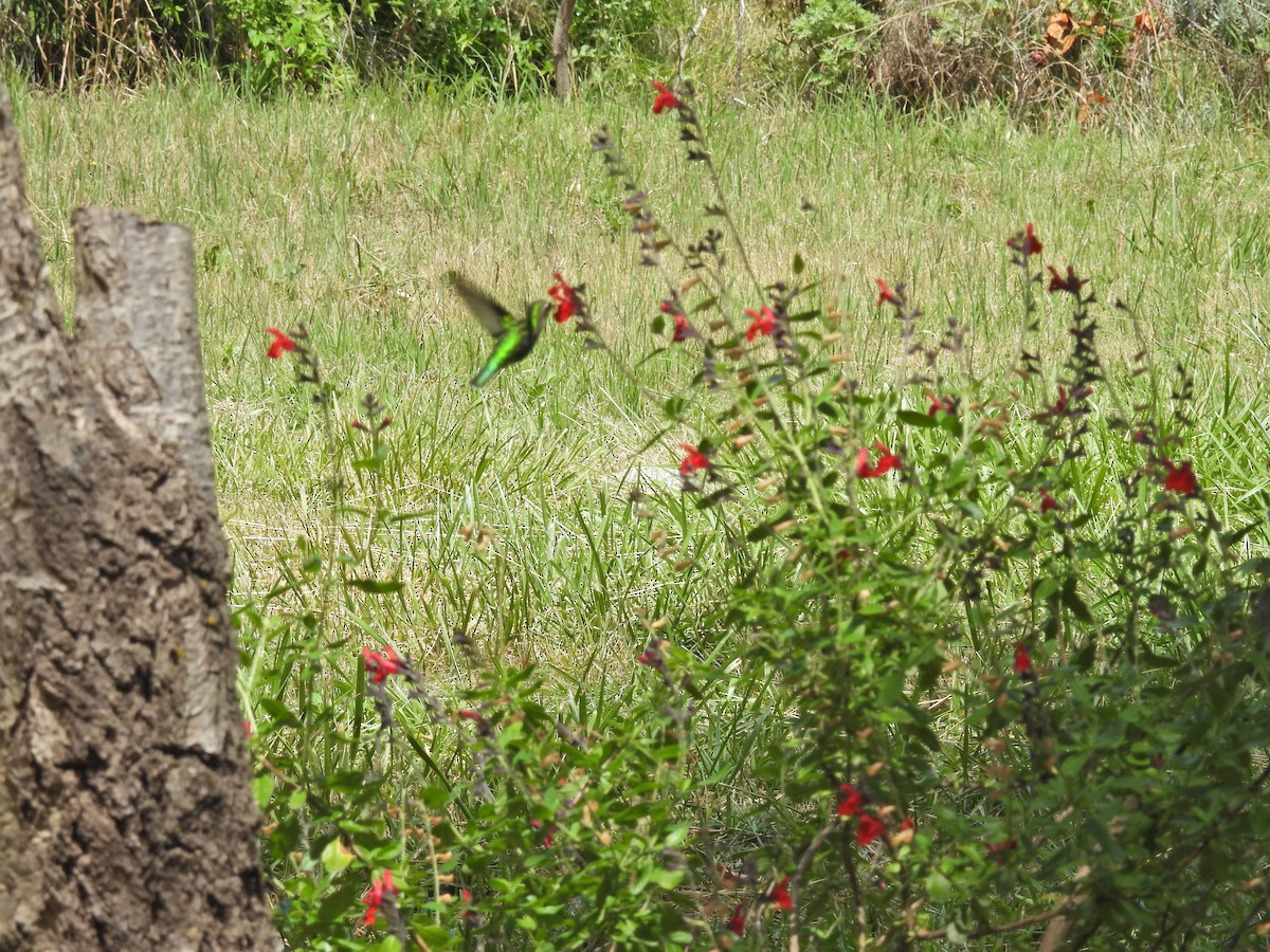 Glittering-bellied Emerald - ML646306240