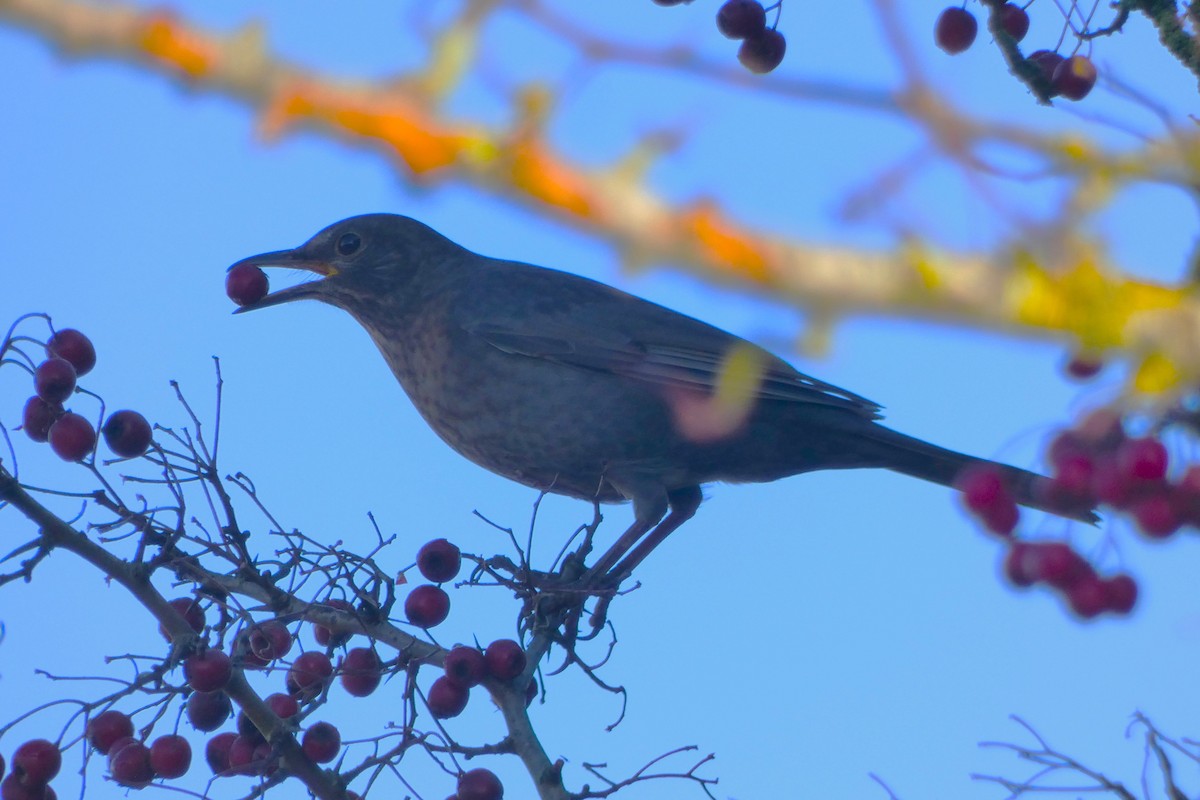 Eurasian Blackbird - ML646306248