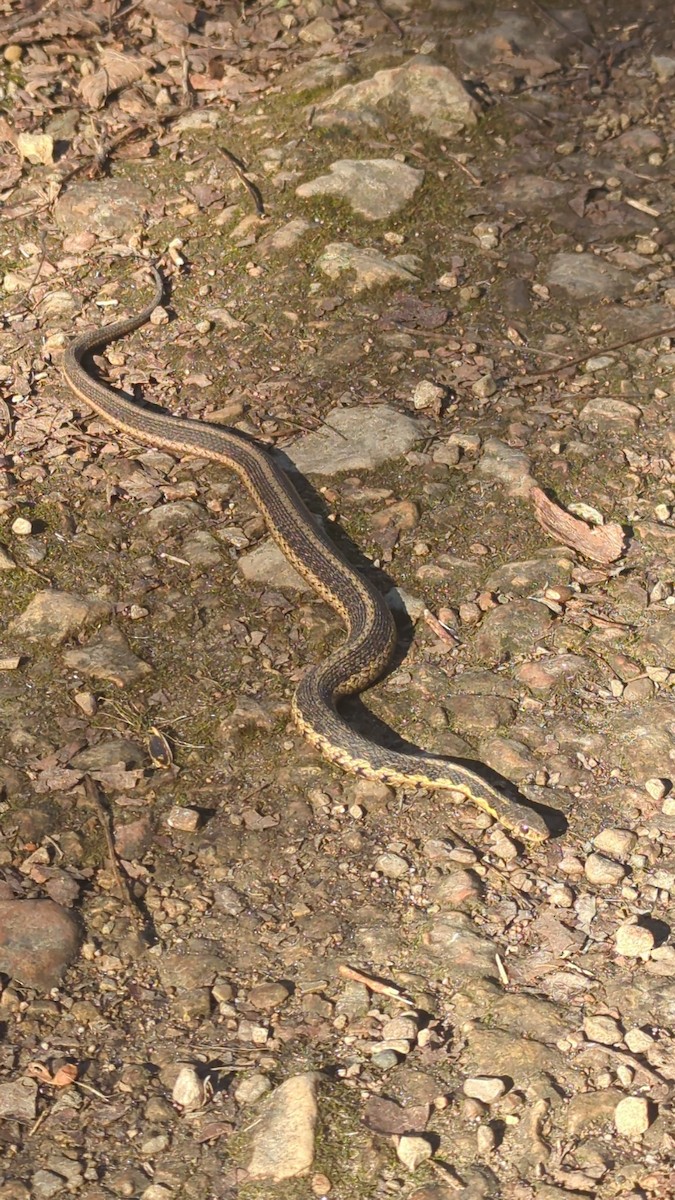 Chicago Garter Snake - ML646306251