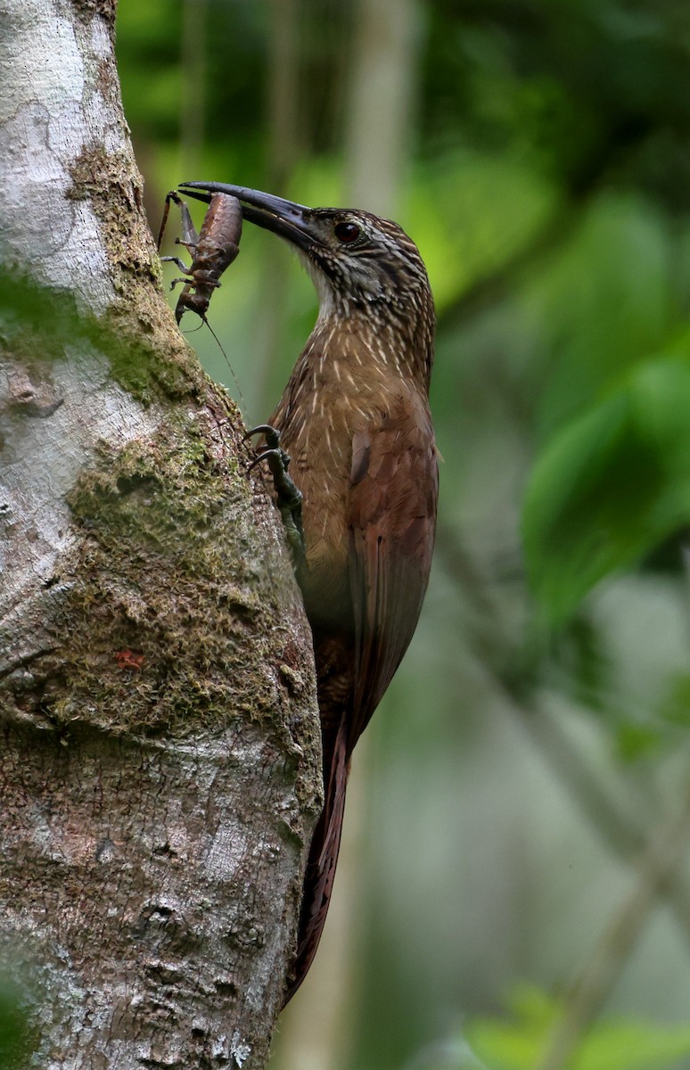 ノドジロオニキバシリ - ML646306252