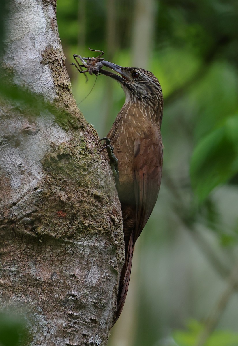 ノドジロオニキバシリ - ML646306253