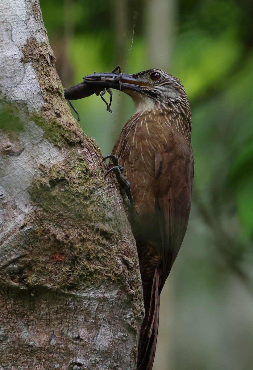 ノドジロオニキバシリ - ML646306254