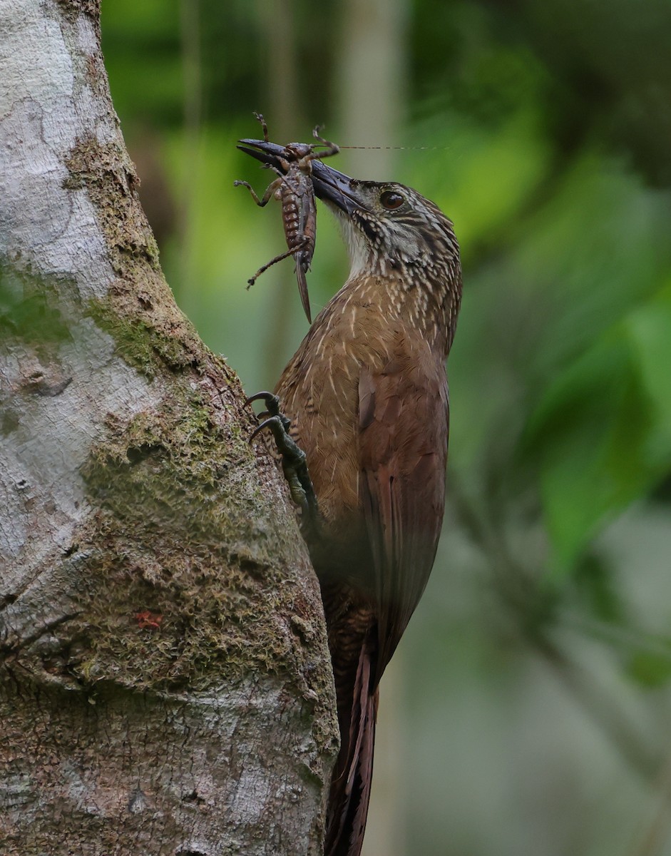 ノドジロオニキバシリ - ML646306255