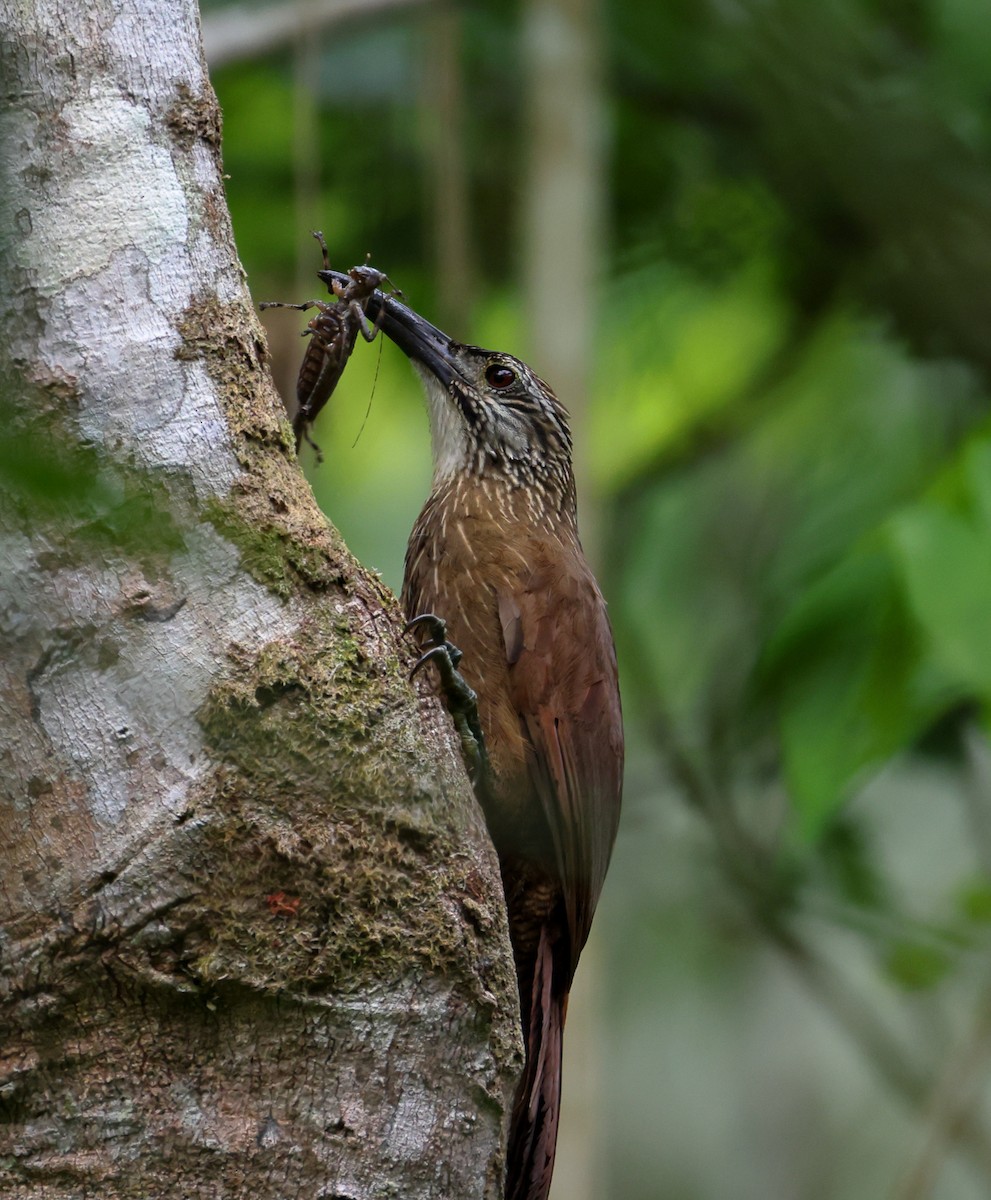 ノドジロオニキバシリ - ML646306256