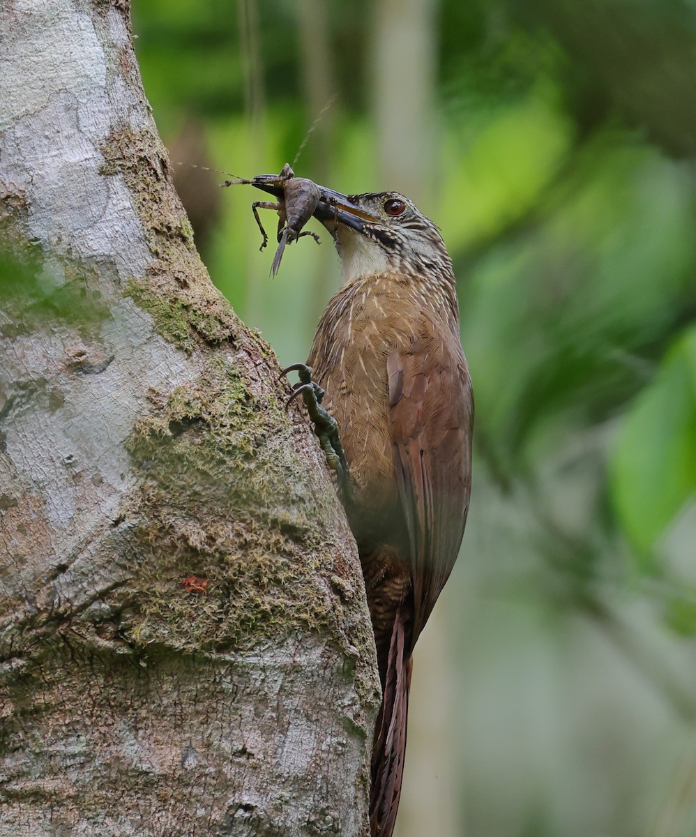 ノドジロオニキバシリ - ML646306257