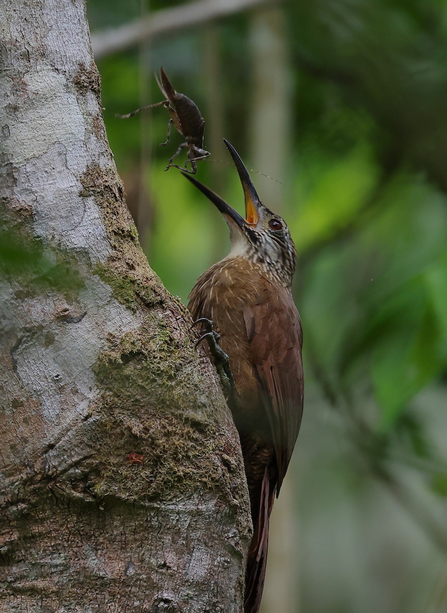 ノドジロオニキバシリ - ML646306258