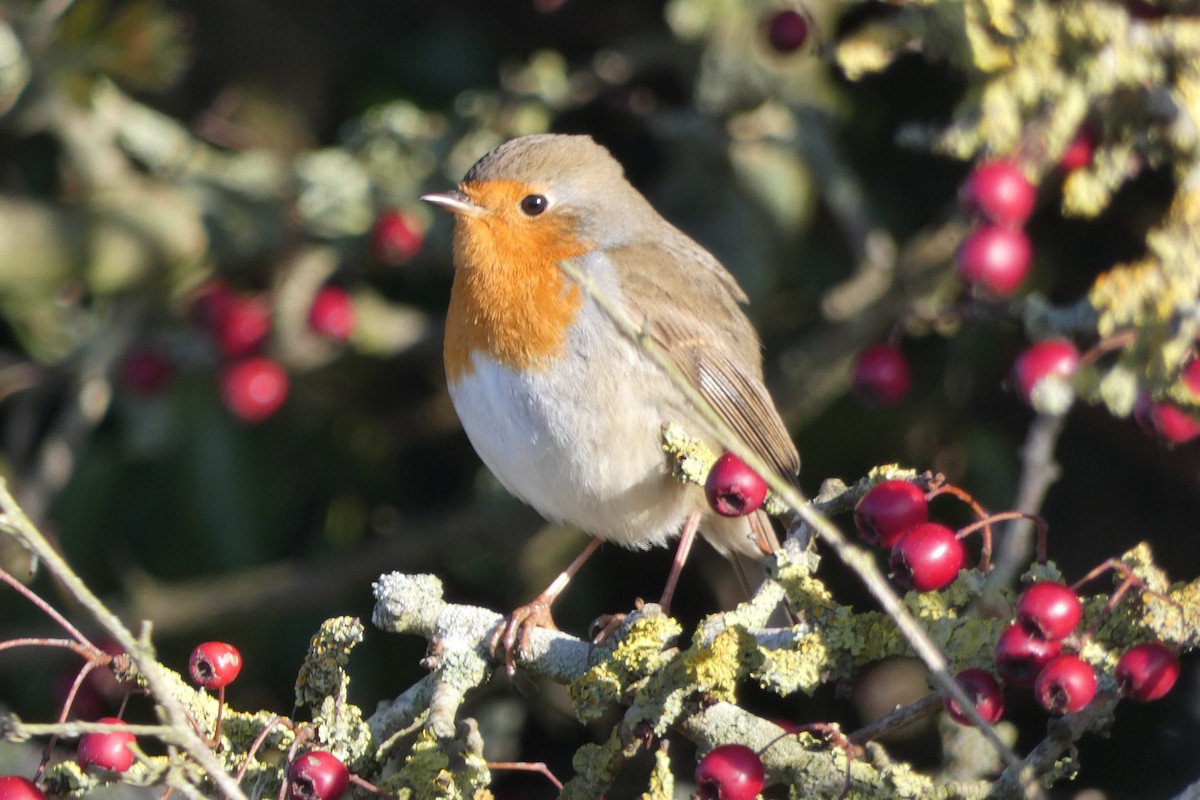 European Robin - ML646306260