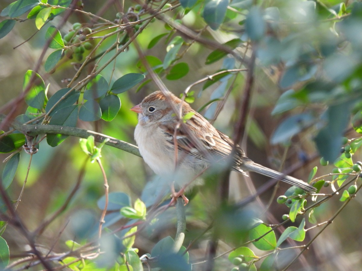 Field Sparrow - ML646306274