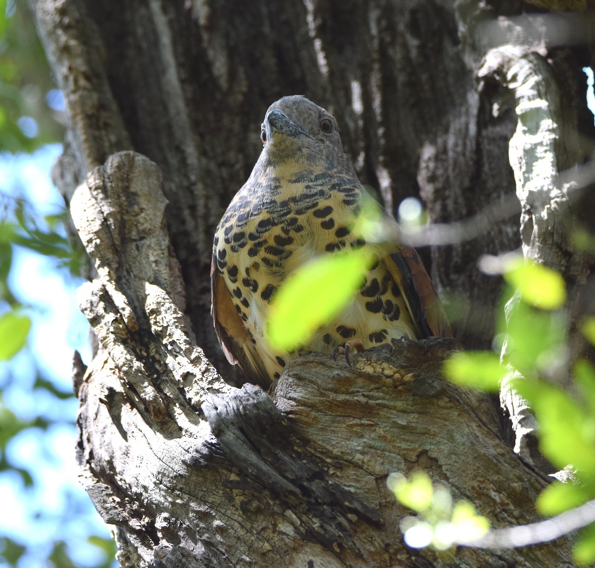 Cuckoo-roller - ML646306276
