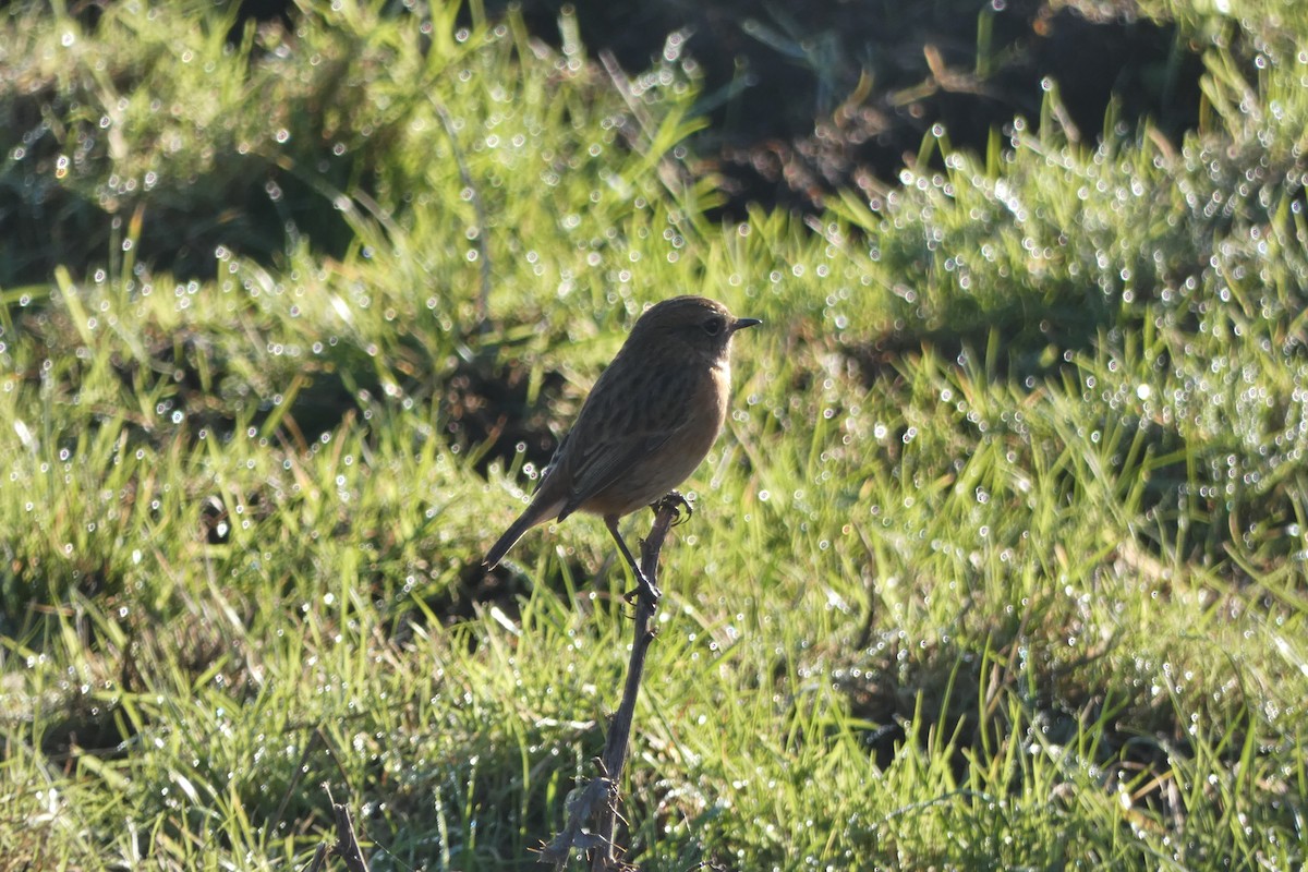 European Stonechat - ML646306282