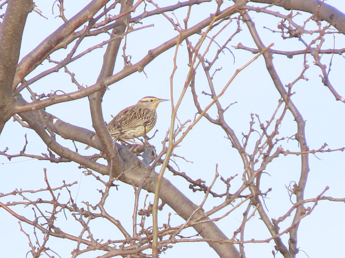 Western Meadowlark - ML646306283