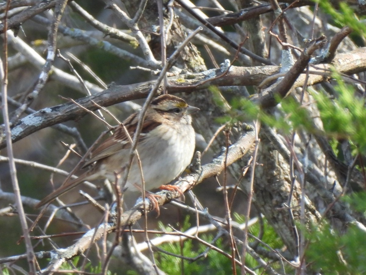 strnadec bělohrdlý - ML646306284