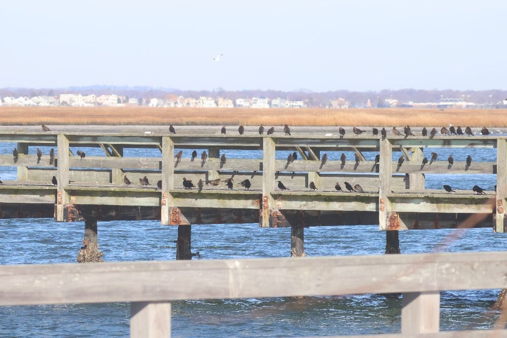 Boat-tailed Grackle - ML646306294