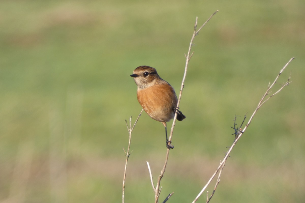European Stonechat - ML646306296