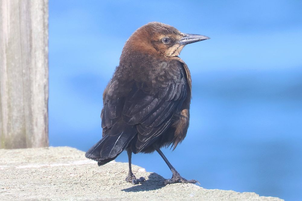 Boat-tailed Grackle - ML646306297