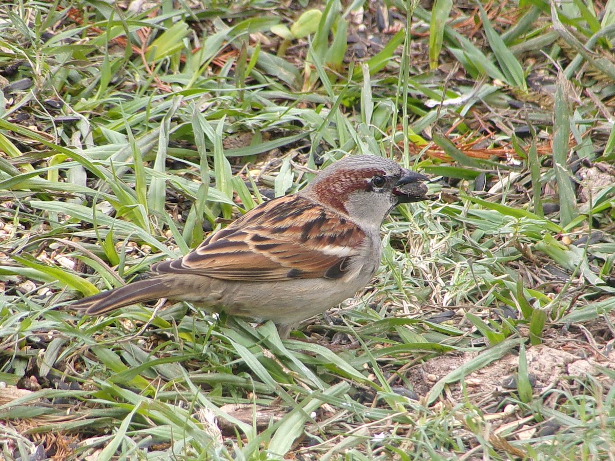 Gorrión Común - ML646306298