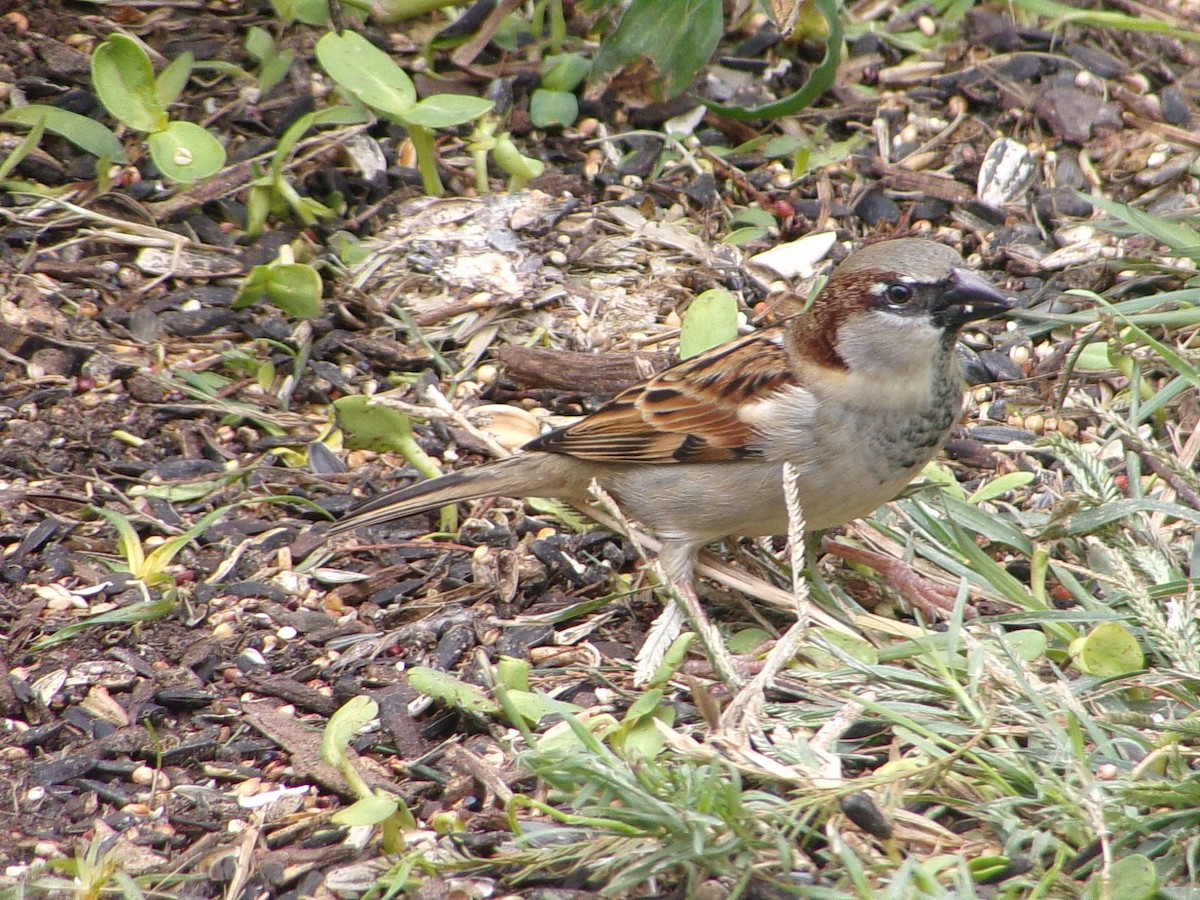 Gorrión Común - ML646306299