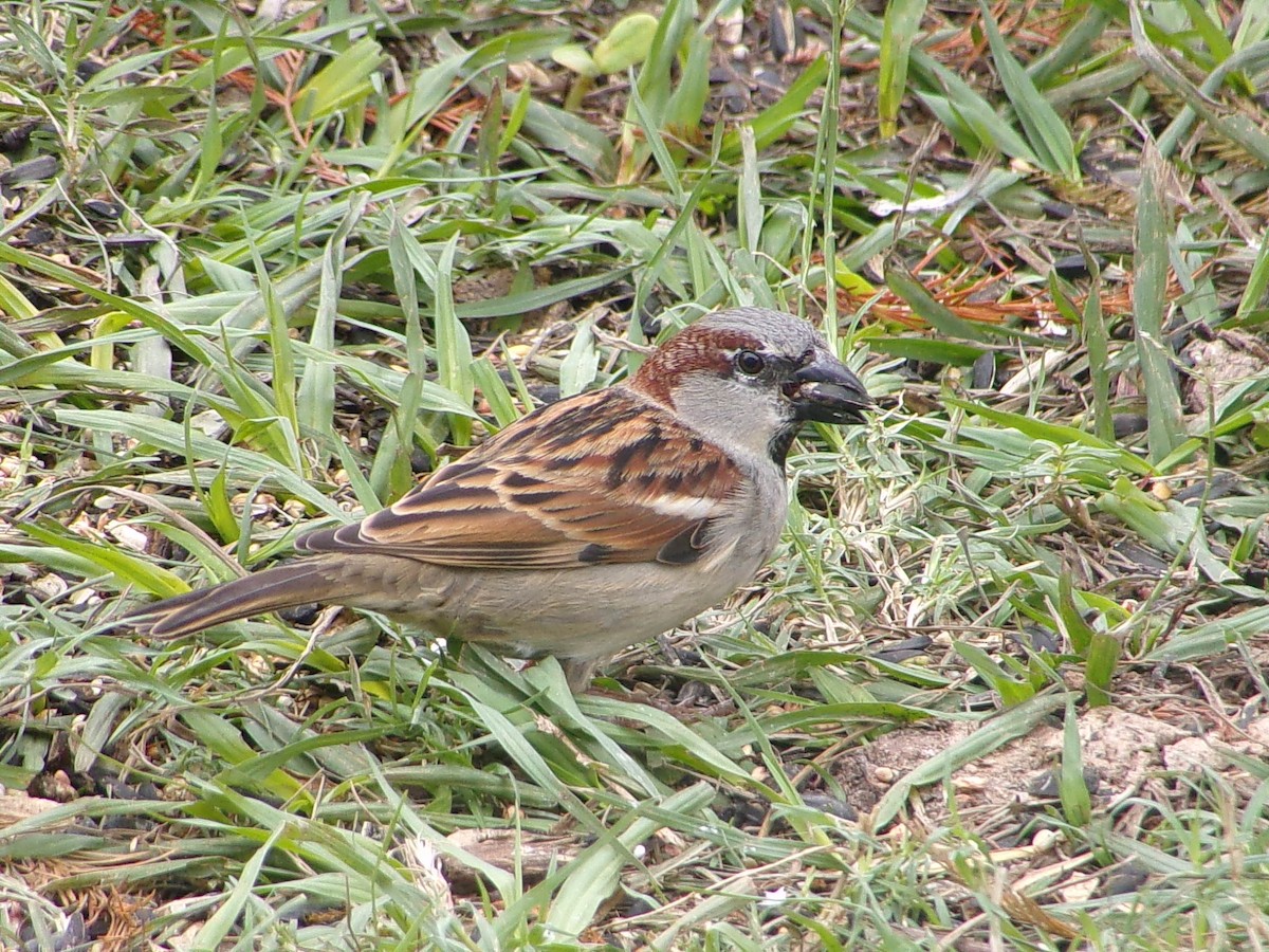 Gorrión Común - ML646306300