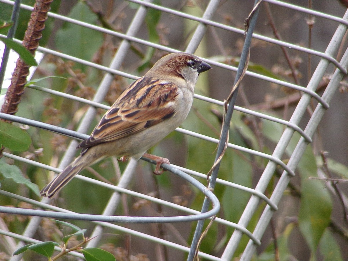 Gorrión Común - ML646306301