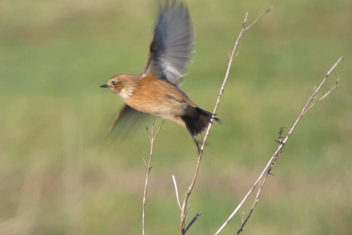 European Stonechat - ML646306306