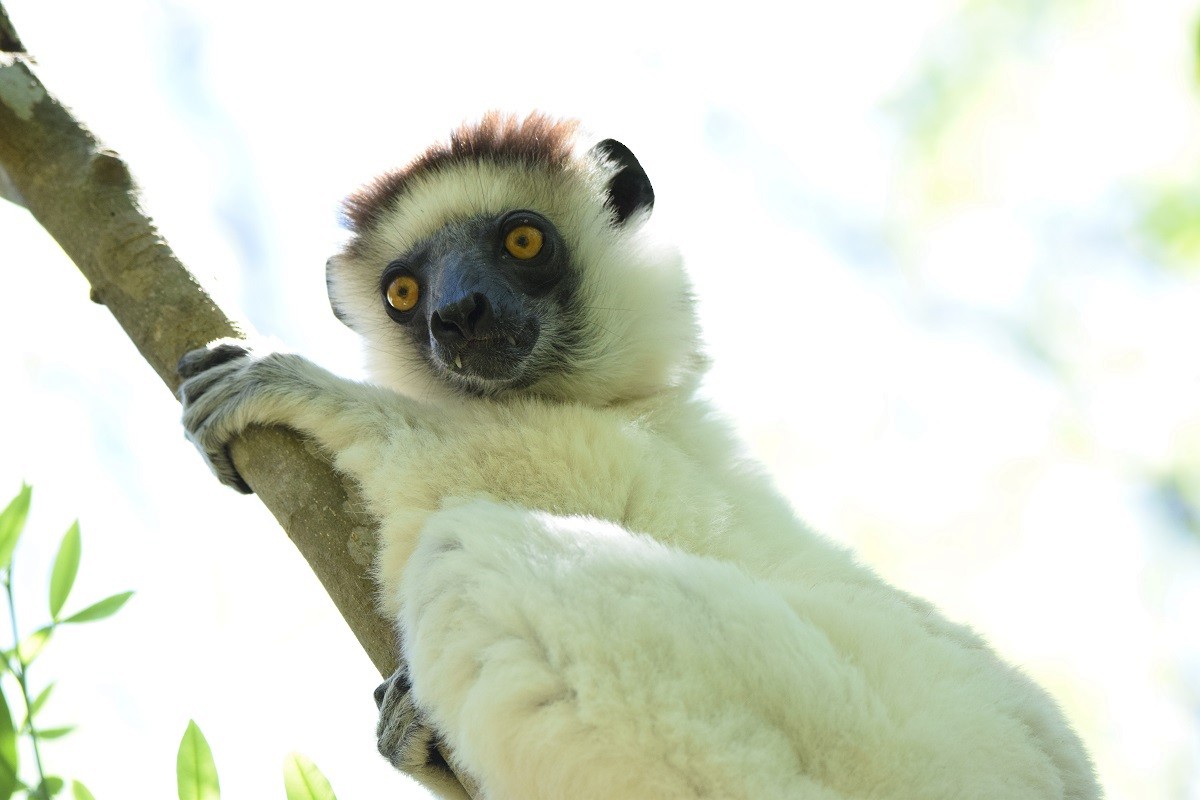 ベローシファカ - ML646306312