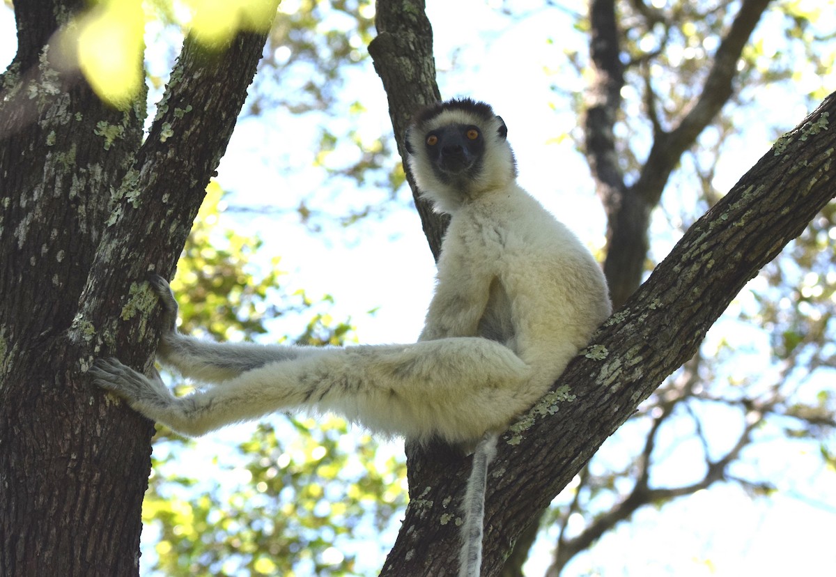 ベローシファカ - ML646306313