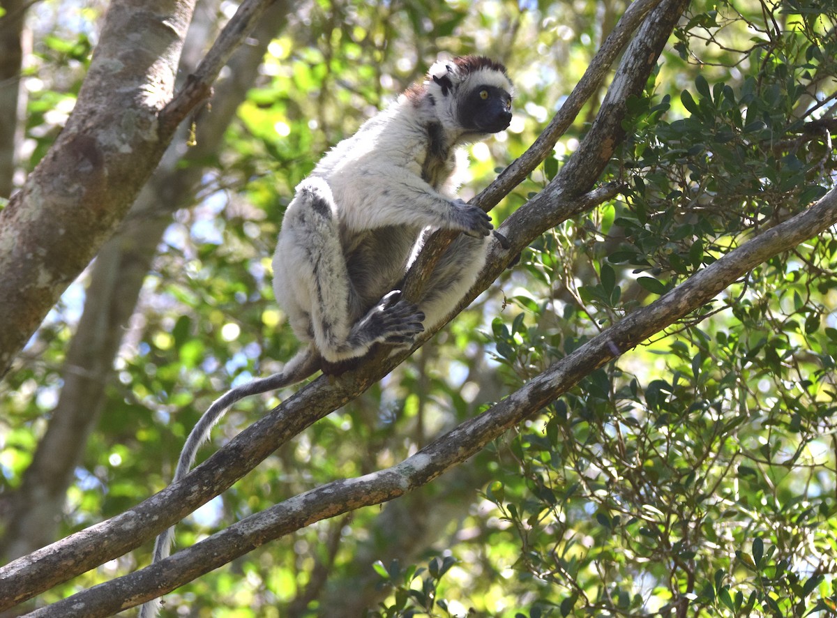 ベローシファカ - ML646306314