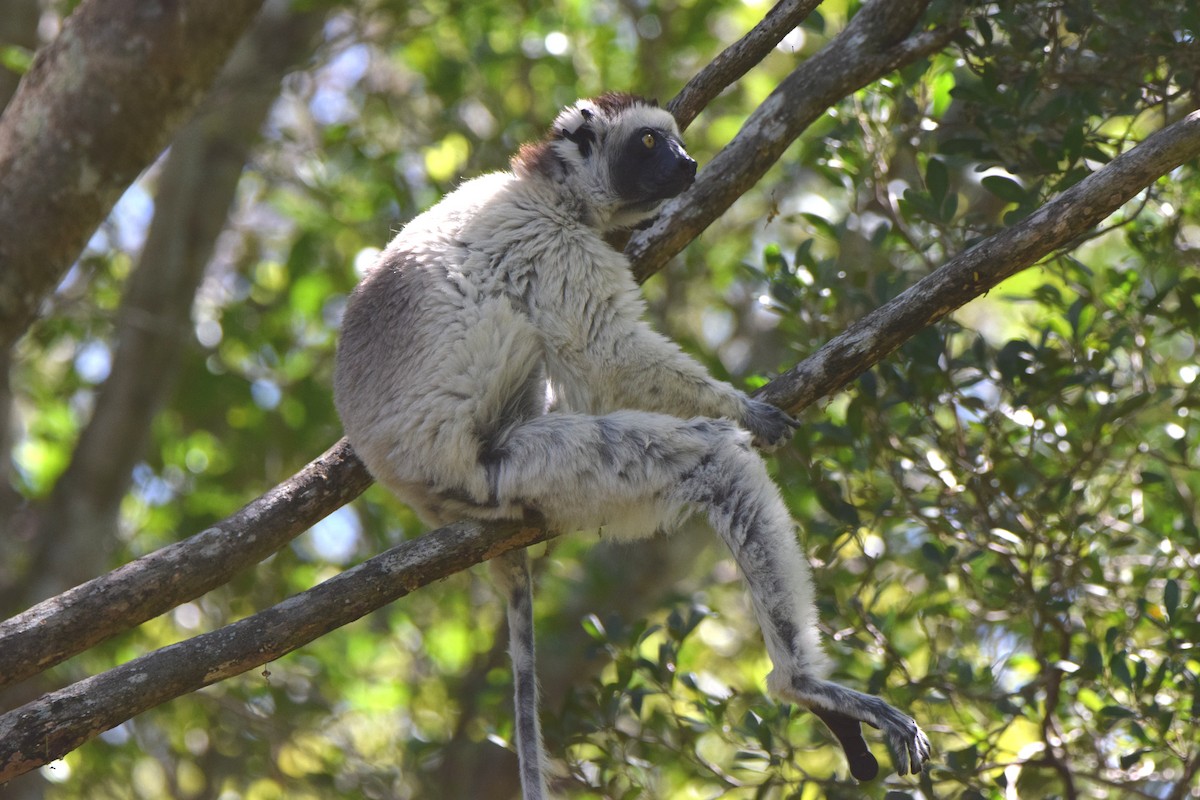 ベローシファカ - ML646306315