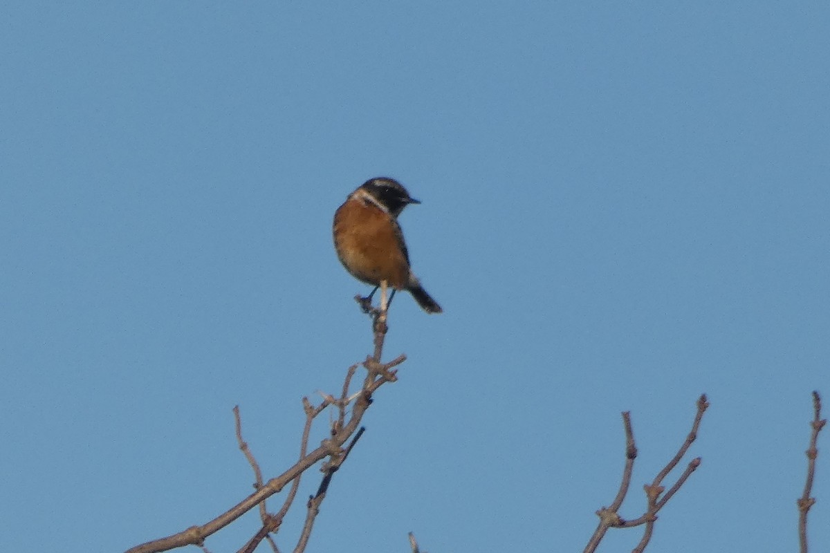 European Stonechat - ML646306318