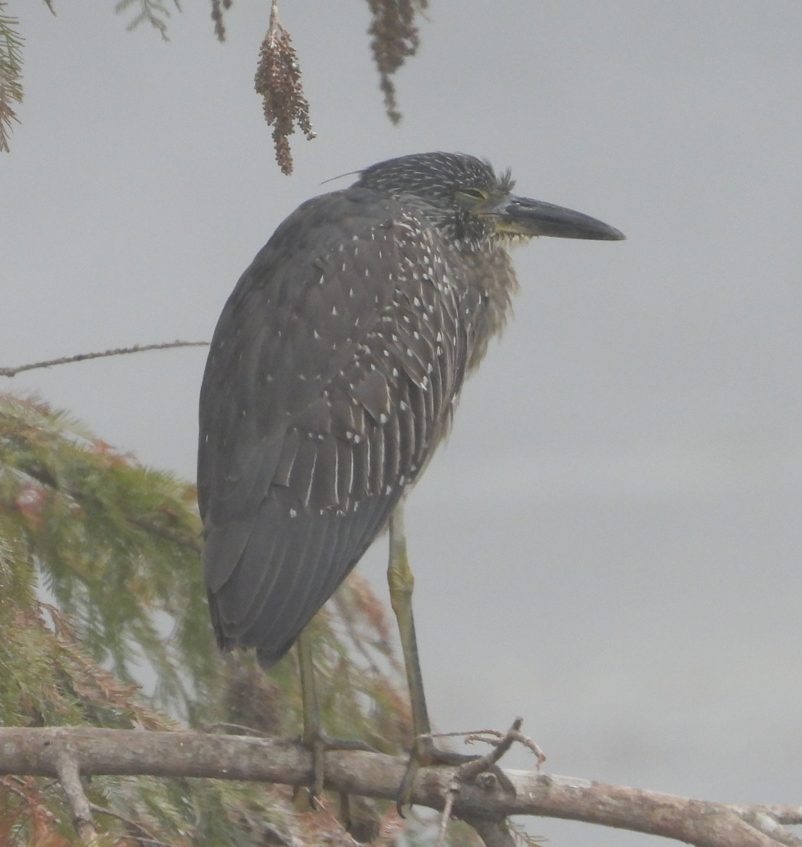 Yellow-crowned Night Heron - ML646306321