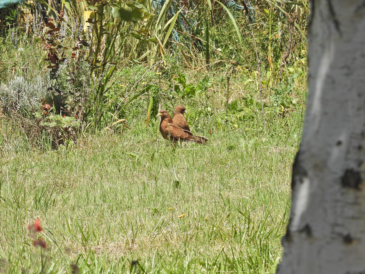 Chimango Caracara - ML646306349