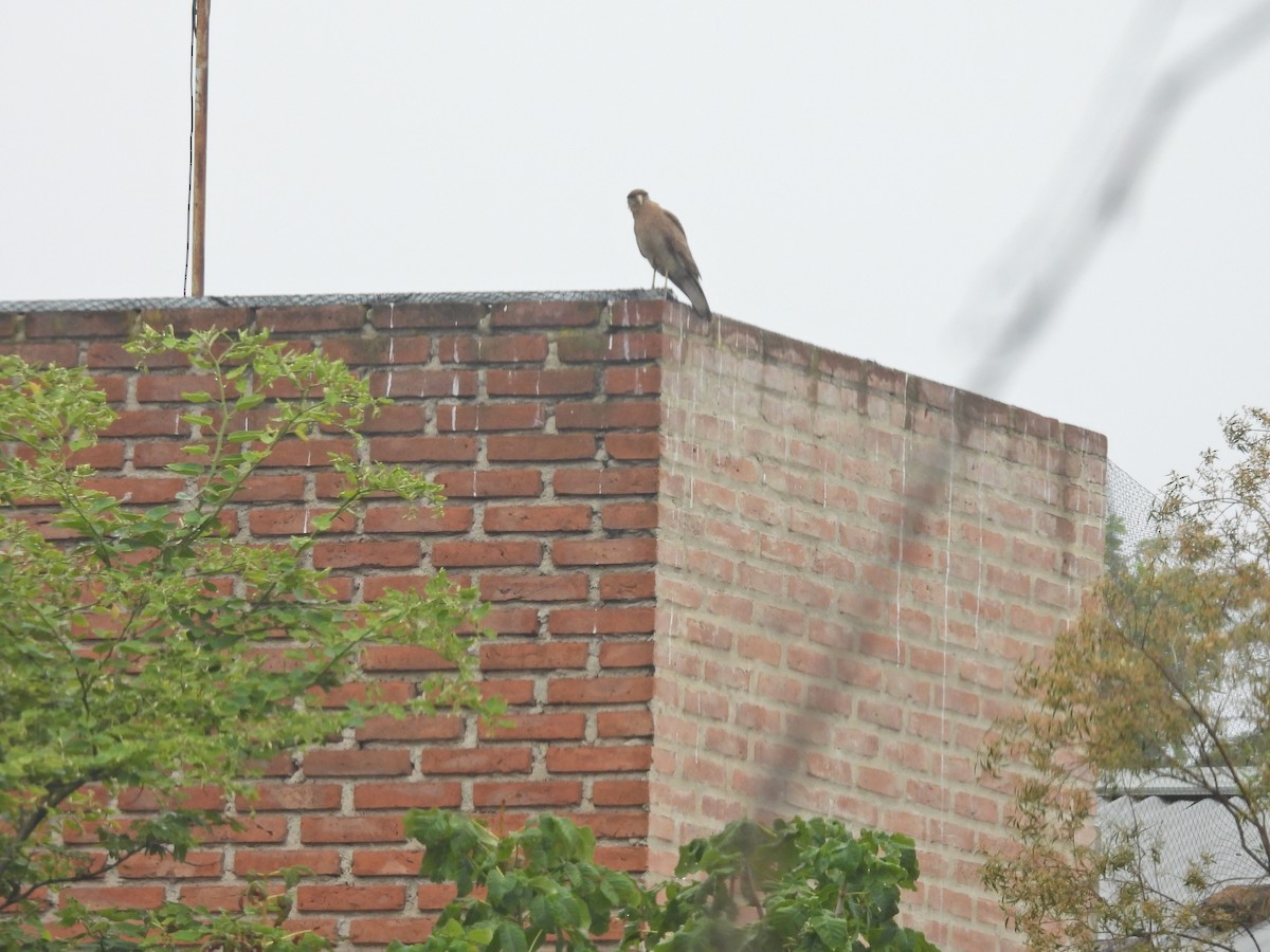 Chimango Caracara - ML646306350