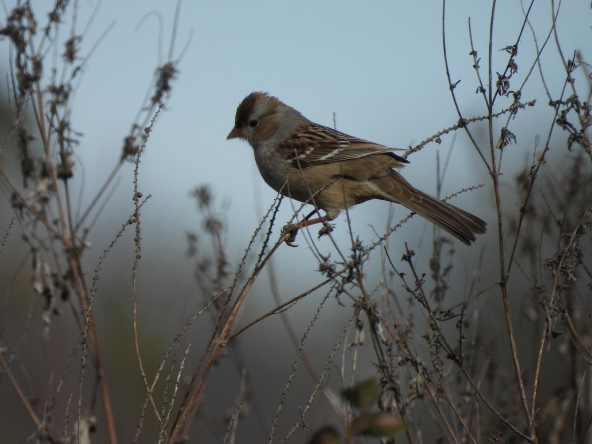 strnadec bělopásý - ML646306352