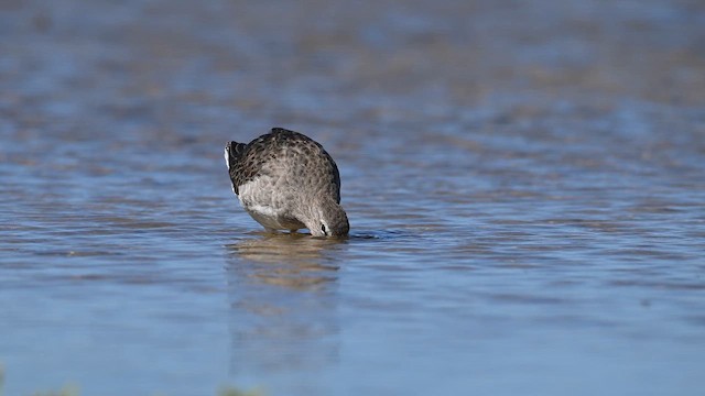 Long-billed Dowitcher - ML646306353