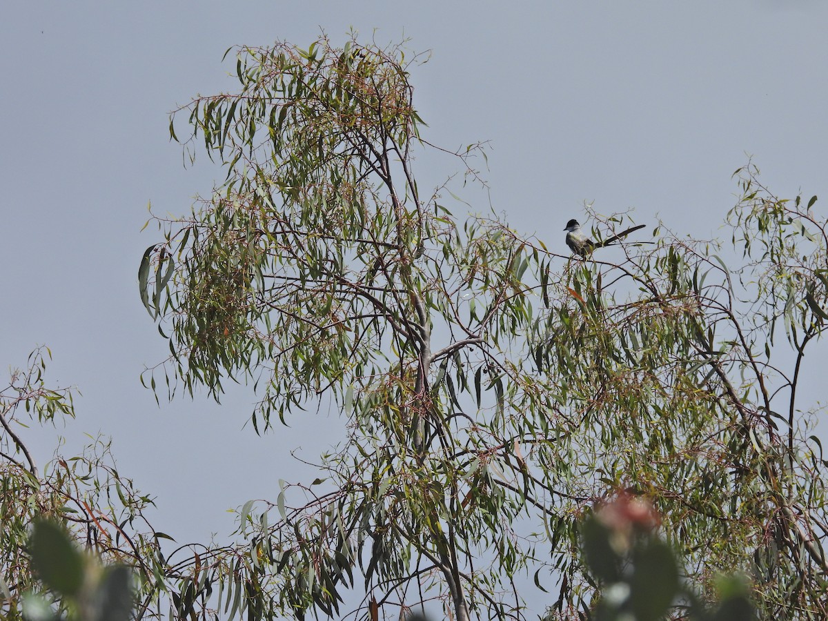 Fork-tailed Flycatcher - ML646306358